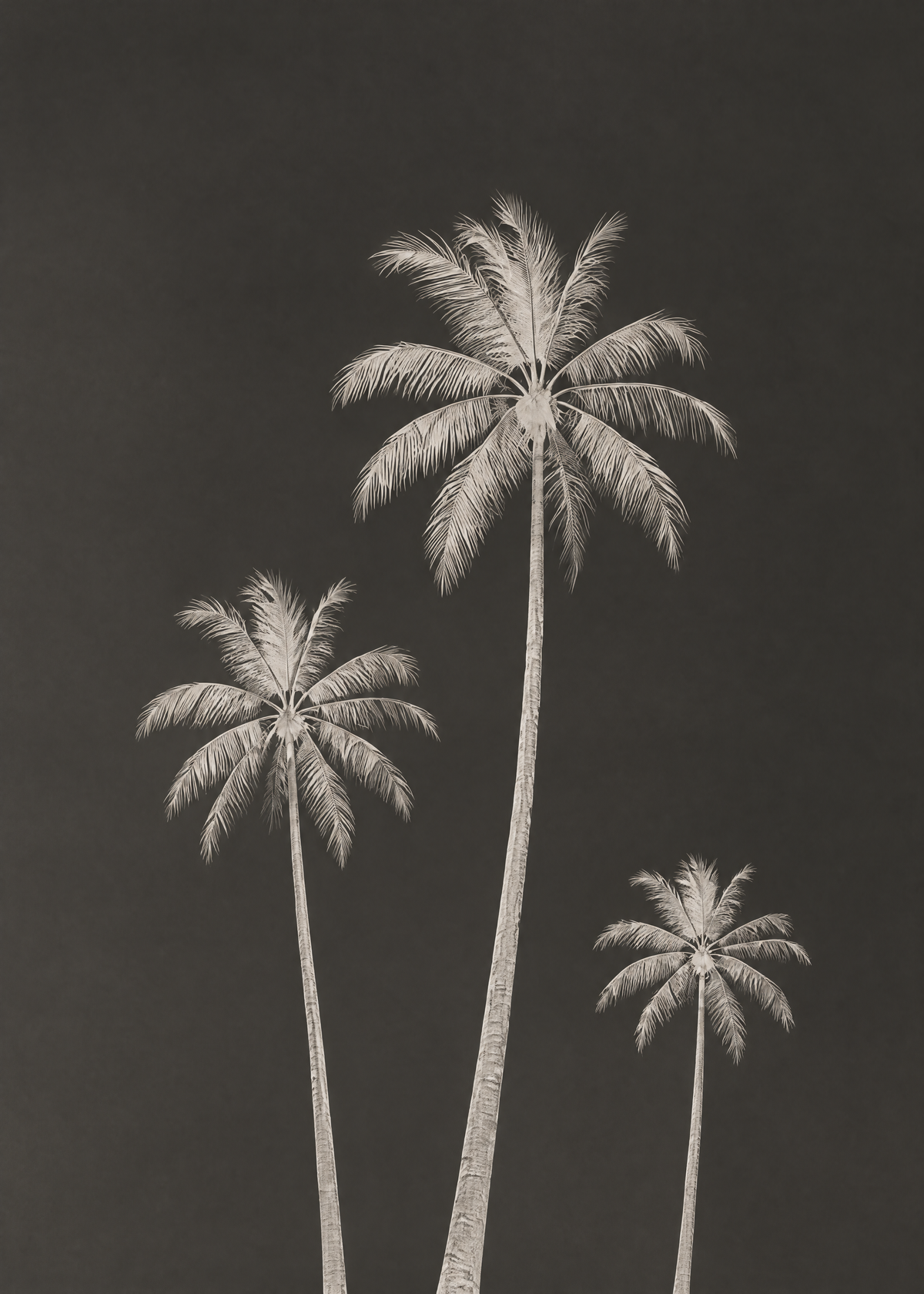 Affiche tropicale graphique, trois palmiers clairs de tailles différentes sur un fond noir profond