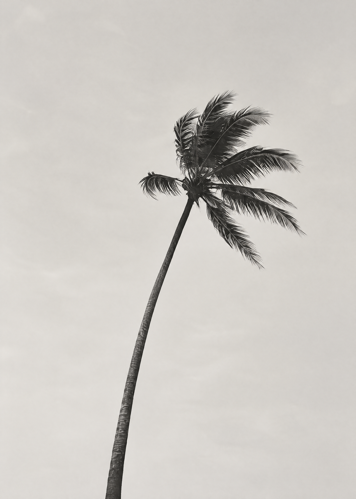 Affiche photo minimaliste, palmier élancé qui plie sous le vent, en noir et blanc sur un ciel gris clair
